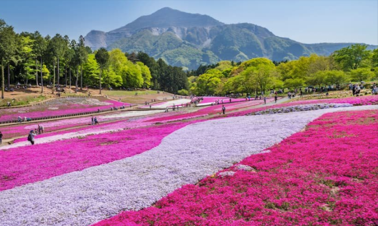 4月におすすめの旅行スポット9選！一度は訪れたい春の絶景。春休みの旅行にも！-02-28-2026_08_08_PM