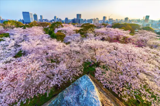 舞鶴公園の桜を満喫！福岡城跡を彩る1000本の絶景舞鶴公園の桜-03-01-2026_11_51_AM